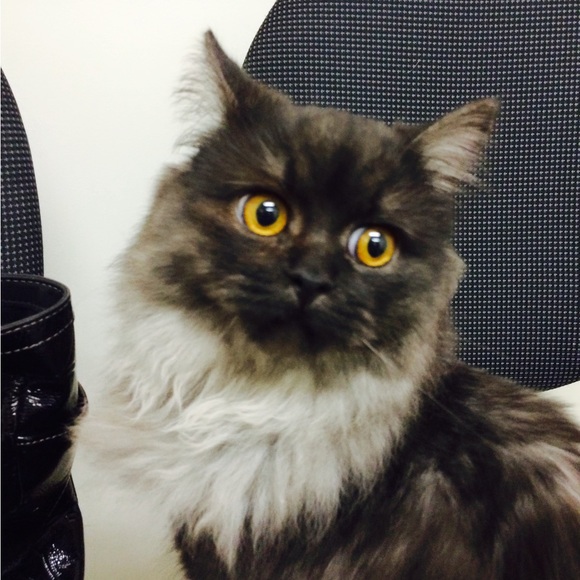 This is my Abigail, Lexi and Crikit - Picture 11 of 13